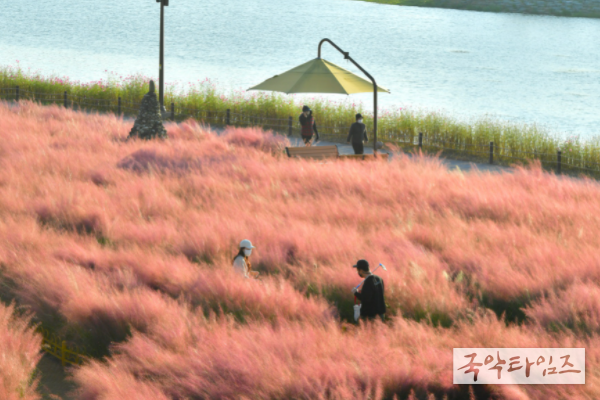 장성 황룡강에 일렁이는 ‘보랏빛 물결’