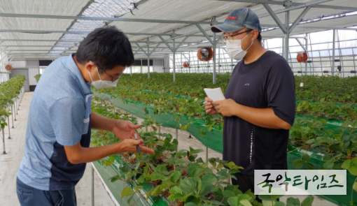 김동희 농촌지도사가 딸기 재배 강소농에게 컨설팅을 하고 있다