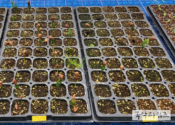 잣나무 발아 사진