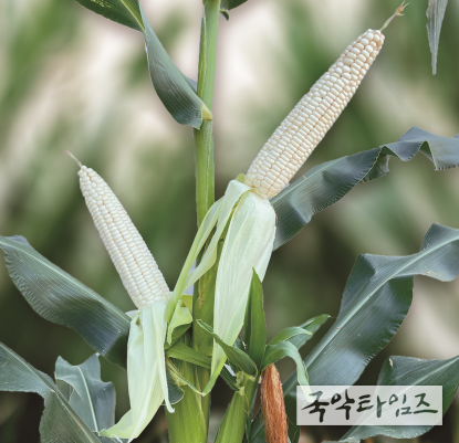 다수확 고품질 '태양찰옥수수' 보급종