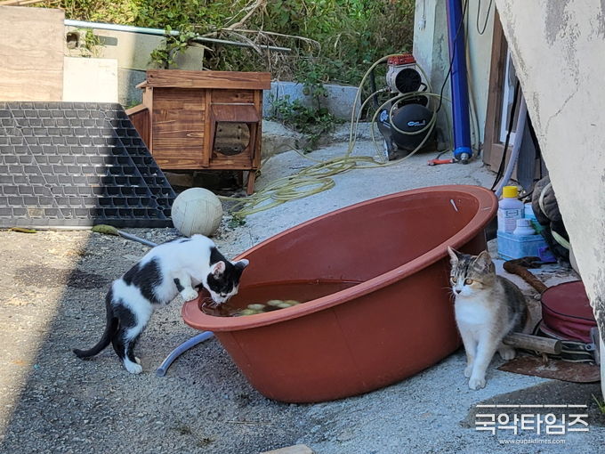 동천리 길고양이 겨울집 및 급식소