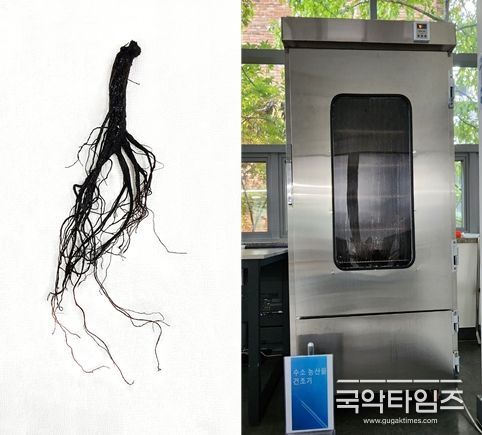 하이드로월드의 구중구포 흑삼 제조기와 흑삼 실제사진