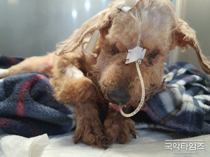 불법 번식장에서 구조되어 응급실로 옮겨진 칠칠이