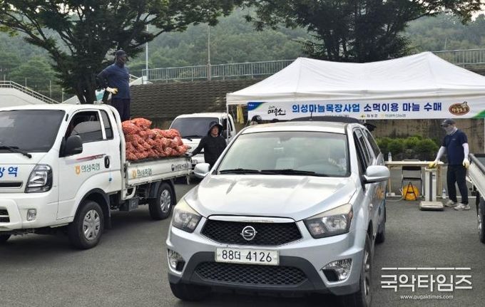 의성군, 의성마늘목장 사료용 한지형 마늘 2차 수매