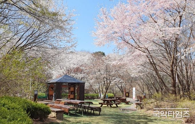 ‘썸대문 with 벚꽃’ 행사가 열릴 서대문구 안산(鞍山) 벚꽃책방