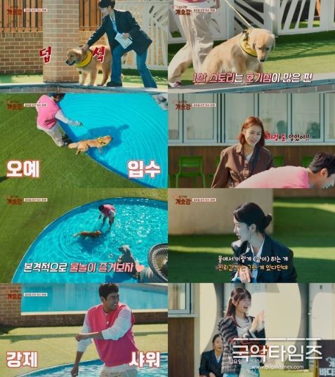 (사진 제공 = JTBC ‘집 나가면 개호강’)